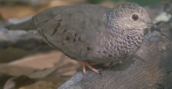 Columbina passerina, Common Ground-Dove, Peni-ati stonka door John S. Dunning