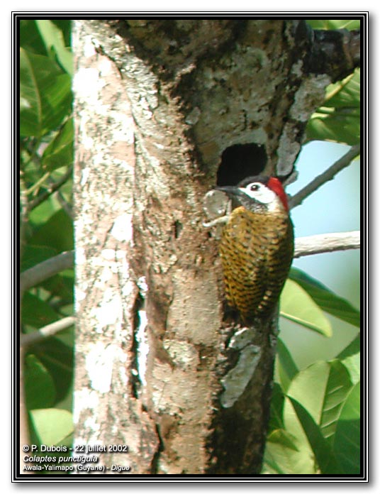 Colaptes punctigula, Spot-breasted Woodpecker,  door Pascal Dubois