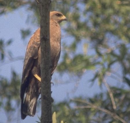 Buteogallus meridionalis, Savanna Hawk, Aka door Dominiek Plouvier