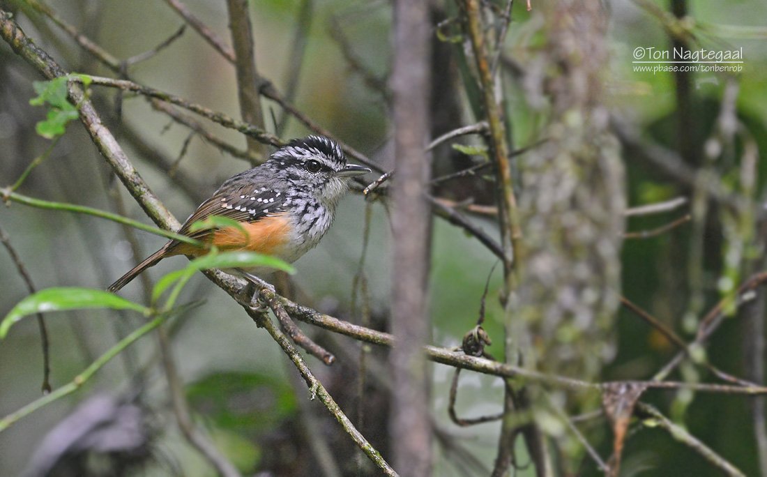 Hypocnemis cantator, Guianan Warbling-Antbird,  door Ton Nagtegaal