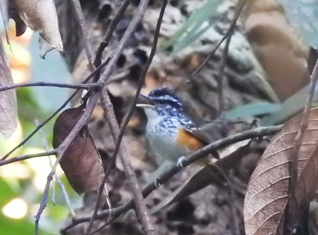 Hypocnemis cantator, Guianan Warbling-Antbird,  door Ton Plug