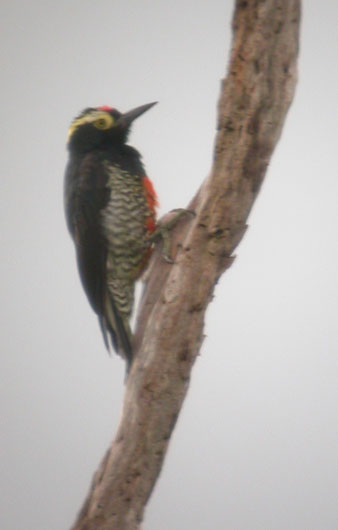 Melanerpes cruentatus, Yellow-tufted Woodpecker, Timreman door Foek Chin Joe