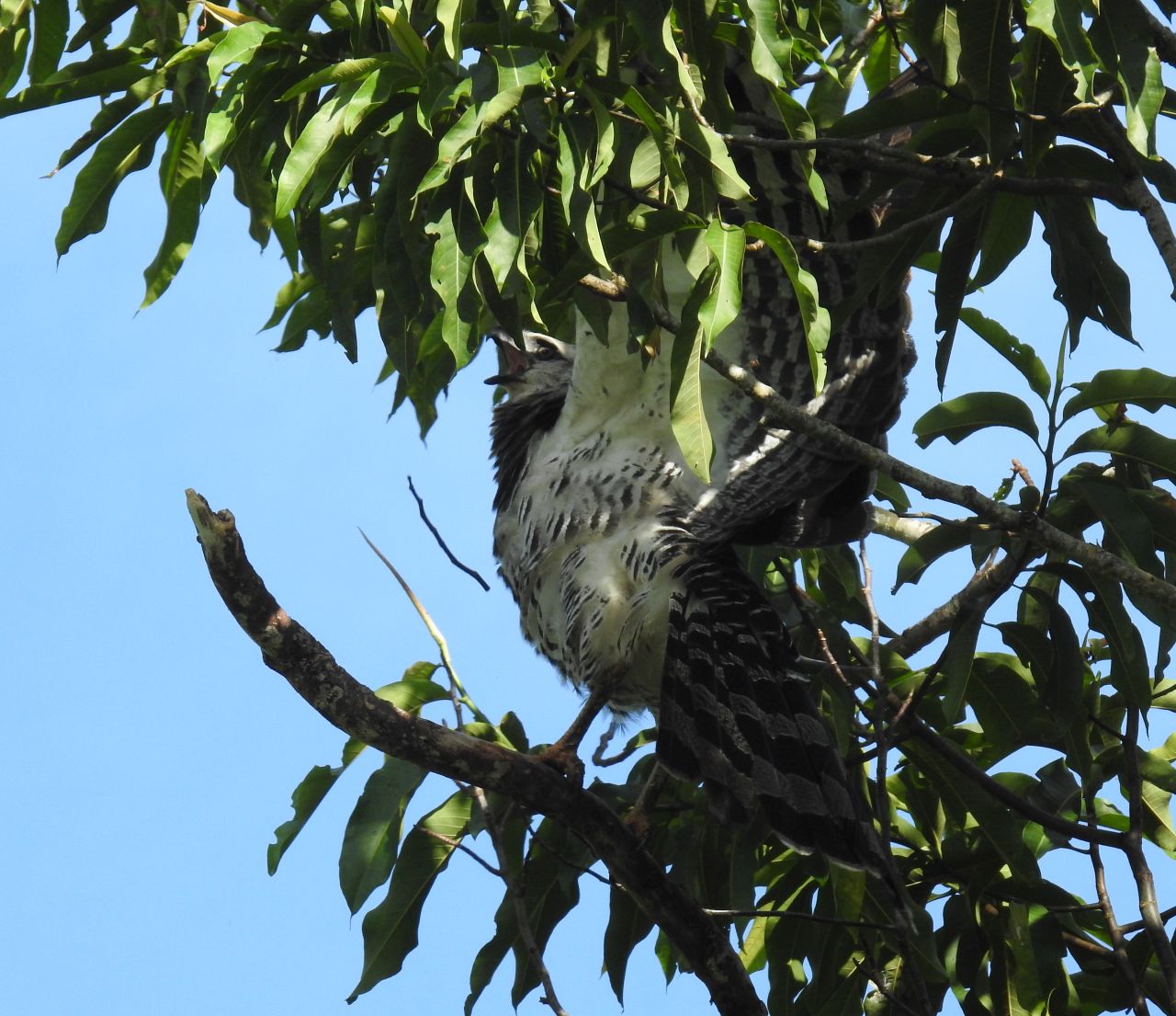 Morphnus guianensis, Crested Eagle, Pakani-aka door Dominiek Plouvier