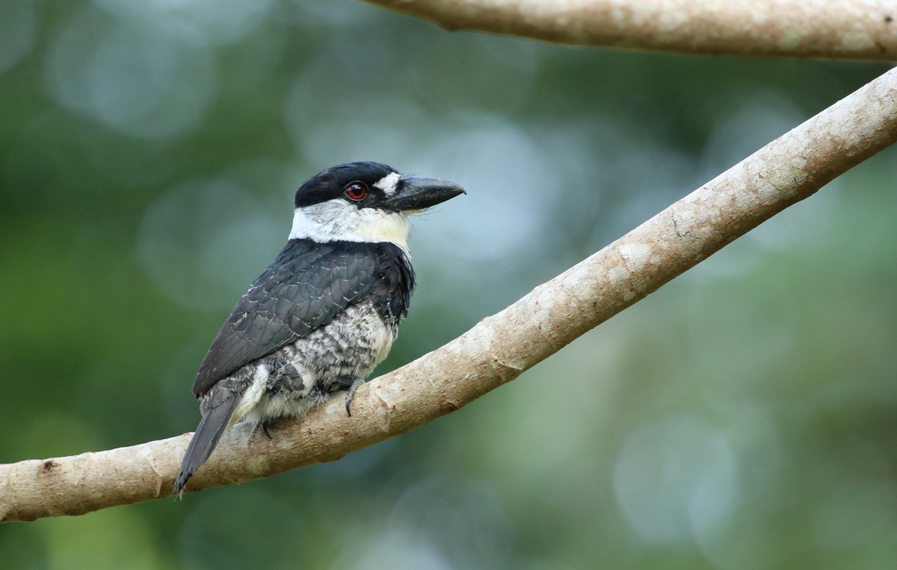 Notharchus macrorhynchos, Guianan Puffbird, Donfowru door Michel Giraud-Audine