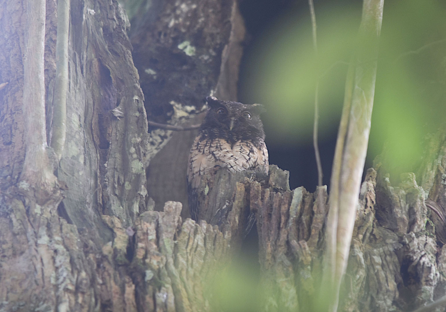 Megascops watsonii, Tawny-bellied Screech-Owl,  door Armida Madngisa nature guide