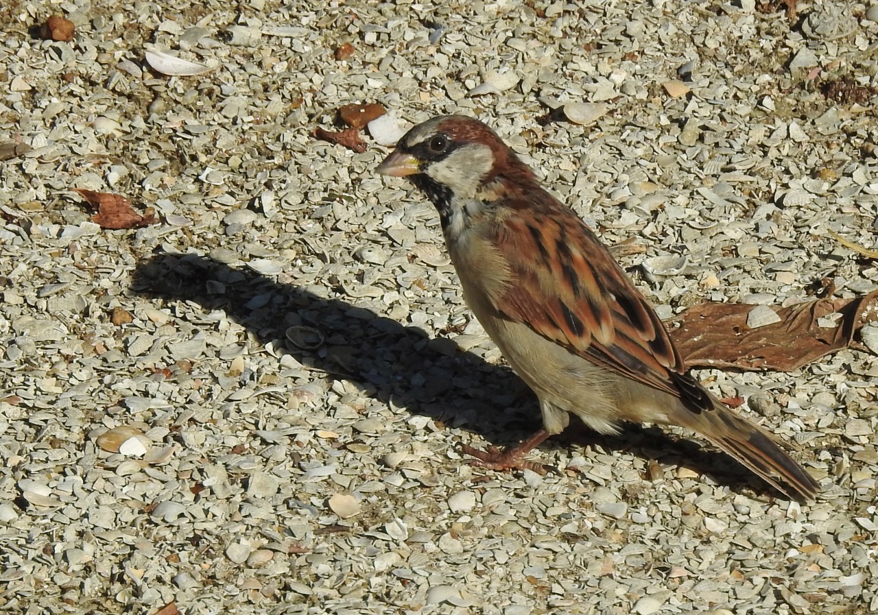 Passer domesticus, House Sparrow,  door Firdous Khodabaks
