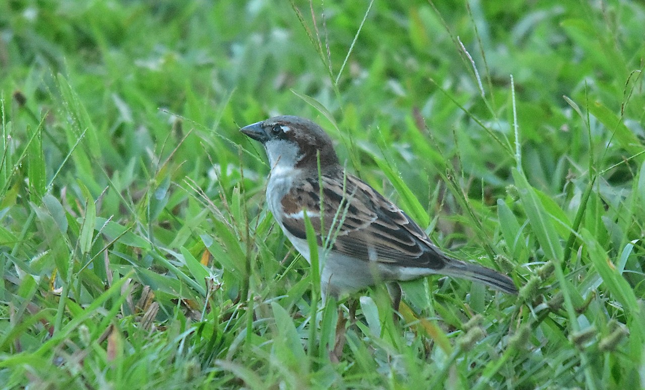 Passer domesticus, House Sparrow,  door Armida Madngisa nature guide