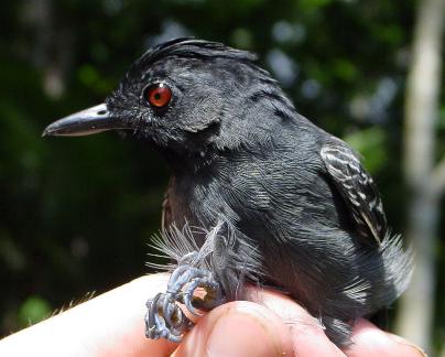 Percnostola rufifrons, Black-headed Antbird,  door Brian O