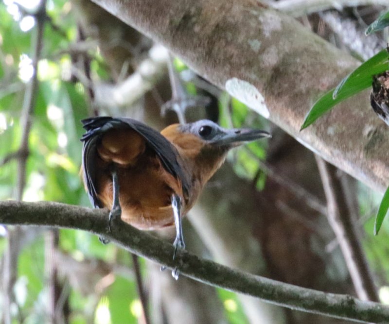 Perissocephalus tricolor, Capuchinbird, Busikaw, Kawfowru door Adam Dybich