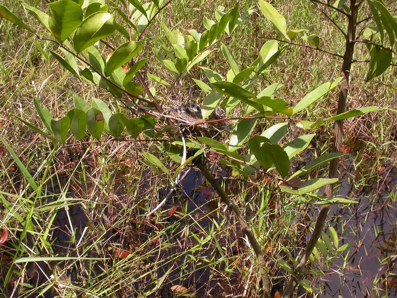 Pitangus lictor, Lesser Kiskadee, Swampugrikibi door Foek Chin Joe