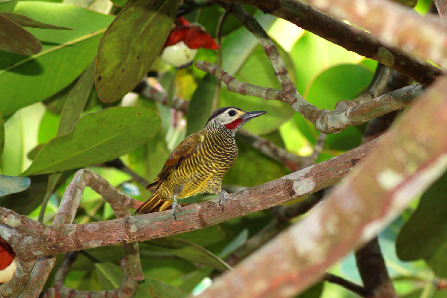 Colaptes rubiginosus, Golden-olive Woodpecker,  door Erlan Sleur