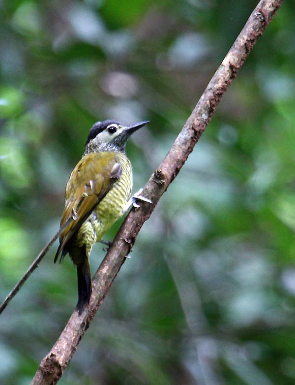 Colaptes rubiginosus, Golden-olive Woodpecker,  door Martin Reid