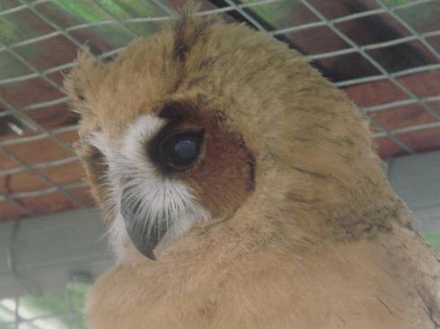 Pseudoscops clamator, Striped Owl,  door Dominiek Plouvier