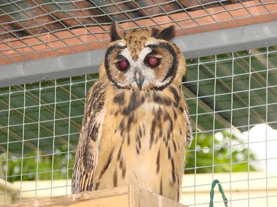 Pseudoscops clamator, Striped Owl,  door Dominiek Plouvier