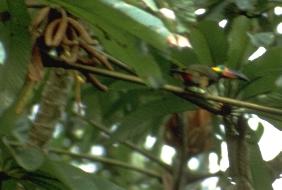 Selenidera piperivora, Guianan Toucanet, Stonkuyake door Dominiek Plouvier