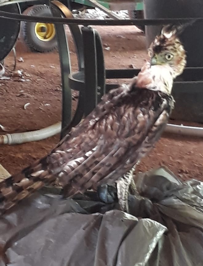 Spizaetus ornatus, Ornate Hawk-Eagle, Bigi peni aka door Armida Madngisa nature guide