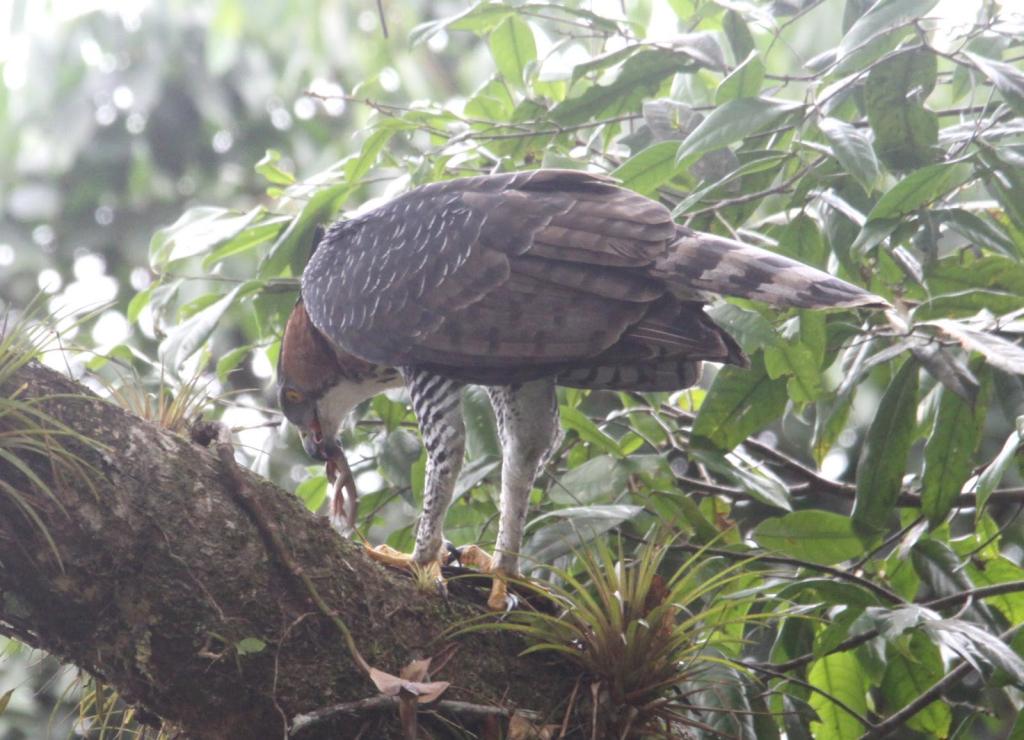 Spizaetus ornatus, Ornate Hawk-Eagle, Bigi peni aka door Paul Baker