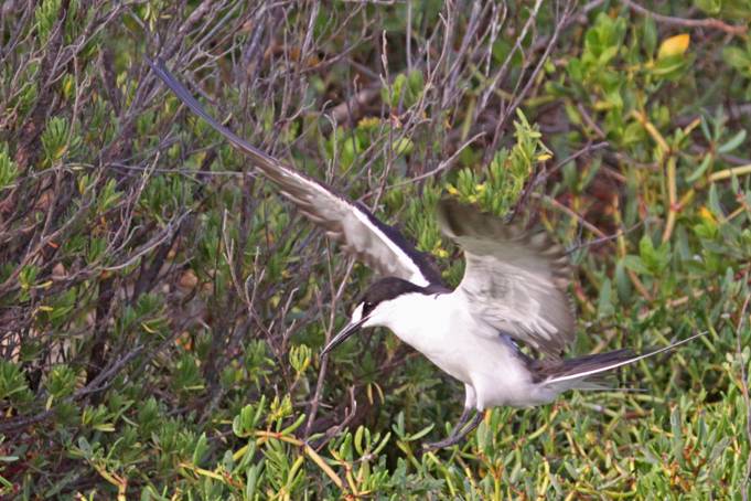 Onychoprion fuscatus, Sooty Tern,  door Greg Peterson