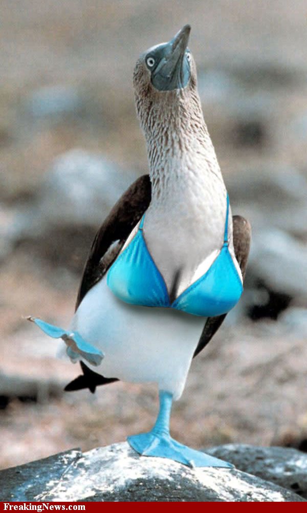 Sula sula, Red-footed Booby,  door not found