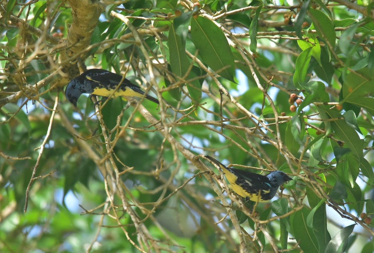 Tangara mexicana, Turquoise Tanager, Blauwvink, Anijsvink door Armida Madngisa nature guide