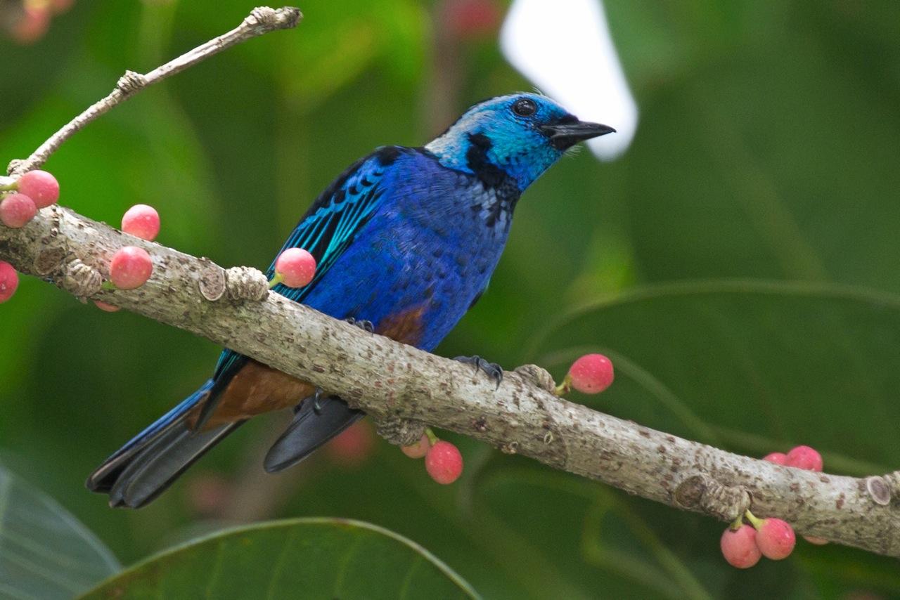 opal rumped tanager opal rumped tanager
