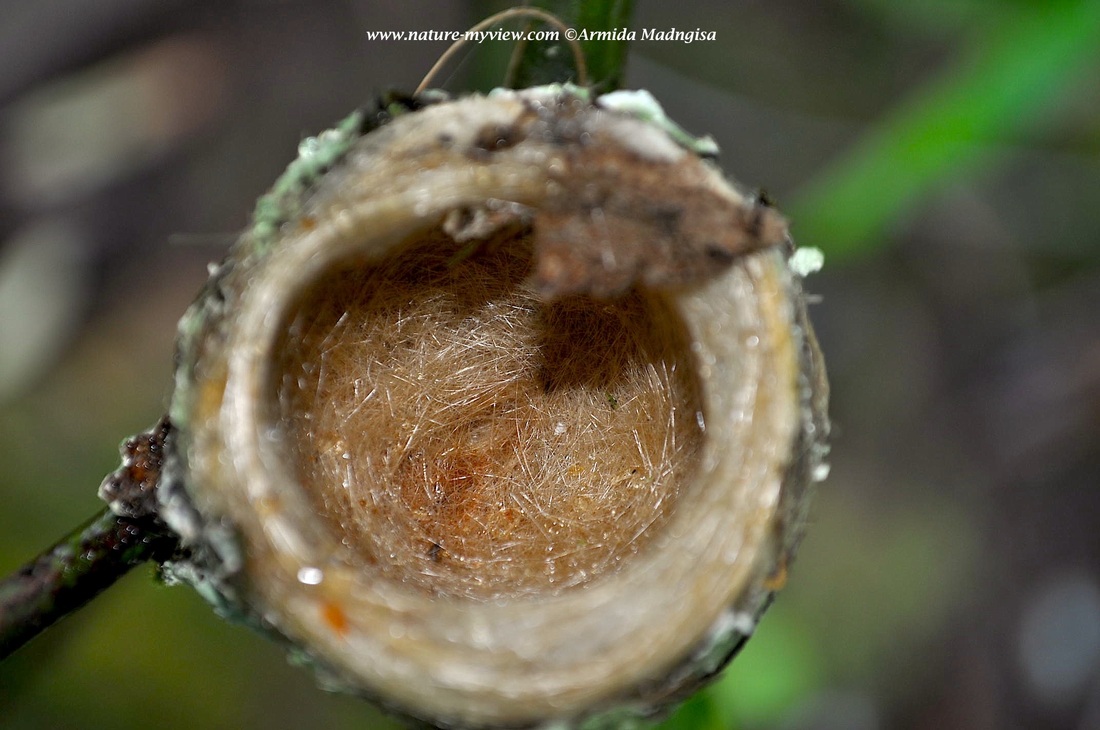 Thalurania furcata, Fork-tailed Woodnymph,  door Armida Madngisa nature guide