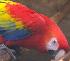 Ara macao, Geelvleugelara, Bokraaf, Scarlet Macaw, 