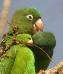 Brotogeris chrysoptera, Oranjevleugelparkiet, Kankantriprakiki, Golden-winged Parakeet, Kankantri prakiki