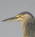 Butorides striata, Mangrovereiger, Tjontjon, Striated Heron, Tjontjon