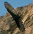 Cathartes aura, Roodkopgier,  Redi-ede Tingifowru, Turkey Vulture, Redi-ede tingifowru