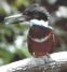 Megaceryle torquata, Amerikaanse Reuzenijsvogel, Bigi Fisman, Ringed Kingfisher, Bigi Fisman