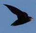 Chaetura brachyura, Kortstaartgierzwaluw, Short-tailed Swift, 
