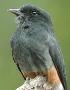 Chelidoptera tenebrosa, Zwaluwbaardkoekoek, Gronman, Swallow-winged Puffbird, Gronman