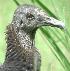 Coragyps atratus, Zwarte Gier, Blaka-ede Tingifowru, Black Vulture, Blaka-ede tingifowru