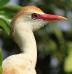 Bubulcus ibis, Koereiger, Cattle Egret, Koereiger/sabaku