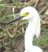 Egretta thula, Amerikaanse Kleine Zilverreiger, Sabaku, Snowy Egret, 