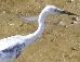 Egretta caerulea, Kleine Blauwe Reiger, Blaw sabaku, Little Blue Heron, Blaw Sabaku