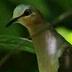 Leptotila rufaxilla, Grijskruinduif, Pasidoifi, Gray-fronted Dove, Pasidoifi / Paskadoifi