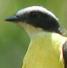 Myiozetetes cayanensis, Roestvleugeltiran, Marechaussee Grikibi, Rusty-margined Flycatcher, Marechaussee grikibi