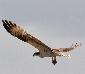 Pandion haliaetus, Visarend, Bigi Fisi Aka, Osprey, Bigi Fisi Aka