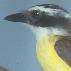 Pitangus sulphuratus, Grote kiskadie, Grikibi, Great Kiskadee, 