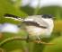 Polioptila plumbea, Amazone muggenvanger, Tropical Gnatcatcher, 