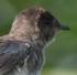 Progne chalybea, Grijsborst purperzwaluw, Gray-breasted Martin, 