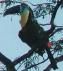 Ramphastos vitellinus, Groefsnaveltoekan, Blakanoso, Channel-billed Toucan, Blakanoso