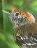 Sakesphorus canadensis, Zwartkuifmierklauwier, Black-crested Antshrike, Mirafowru, Peprefowru