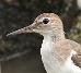 Actitis macularius, Amerikaanse Oeverloper, Spotted Sandpiper, Snepi