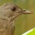 Turdus leucomelas, Vaalborstlijster, Bonkidif, Pale-breasted Thrush, Bonkidif, boontjedief