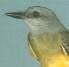 Tyrannus melancholicus, Tropische Koningstiran, Krontogrikibi, Tropical Kingbird, Krontogrikibi/ Tontoli/ Vliegenvanger