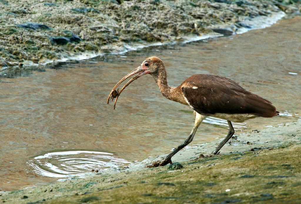 Spiksplinternieuw Scarlet Ibis / Rode Ibis, Korikori TJ-16