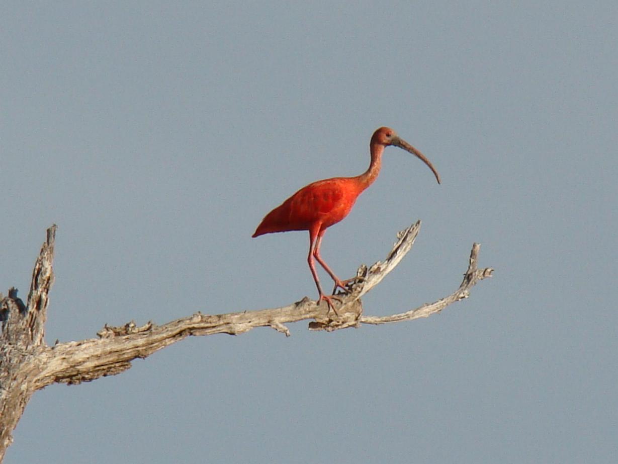 Verwonderlijk Scarlet Ibis / Rode Ibis, Korikori ZI-81